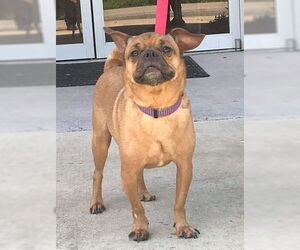 Chug Dogs for adoption in Low Moor, VA, USA