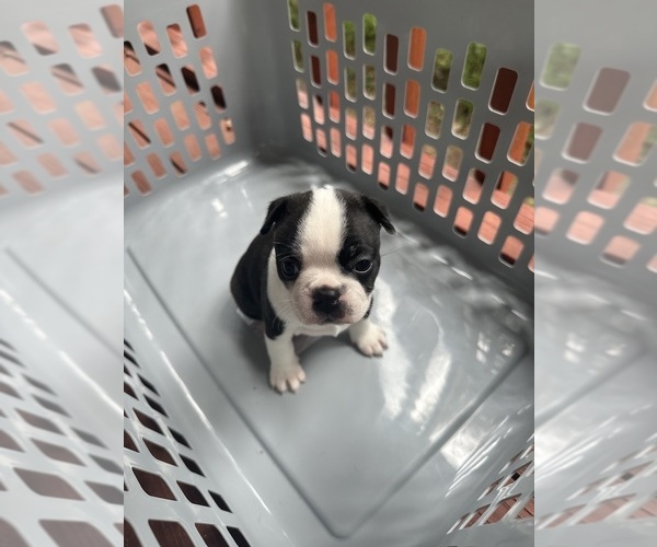 Medium Photo #1 Boston Terrier Puppy For Sale in MORRISTON, FL, USA