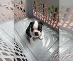 Small Boston Terrier
