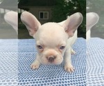 Small #4 French Bulldog