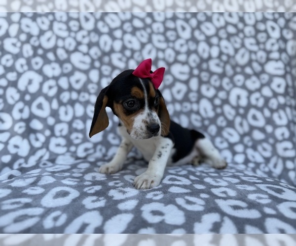 Medium Photo #6 Beagle Puppy For Sale in LAKELAND, FL, USA