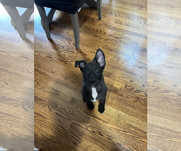 Medium Photo #5 American Staffordshire Terrier-Labrador Retriever Mix Puppy For Sale in Holly Springs, NC, USA