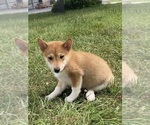 Small #3 Shiba Inu