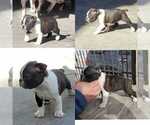 Small Photo #3 Boston Terrier Puppy For Sale in CHULA VISTA, CA, USA
