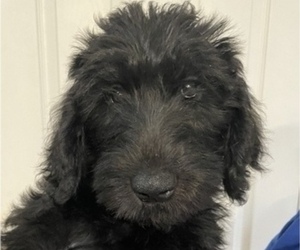 Schnoodle (Giant) Puppy for sale in AIKEN, SC, USA