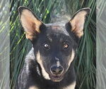 Small German Shepherd Dog Mix