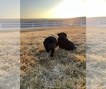 Small Photo #10 Labrador Retriever Puppy For Sale in FALLS CITY, NE, USA