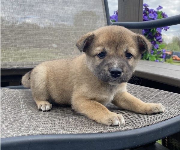 Medium Photo #3 Alaskan Husky-Border Collie Mix Puppy For Sale in RICHMOND, MI, USA