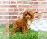 Small #2 Cavapoo (Miniature)