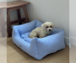 Small #2 Poodle (Miniature)