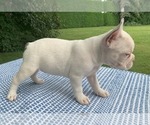 Small #2 French Bulldog