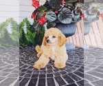 Puppy 3 Poodle (Miniature)