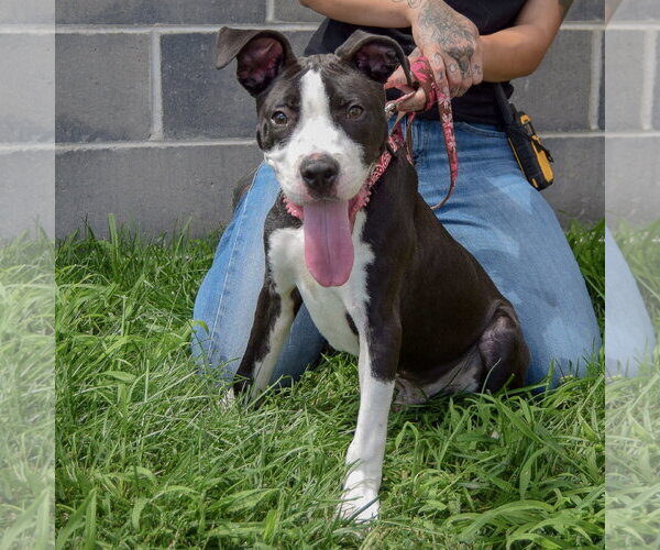 Medium Photo #3 American Staffordshire Terrier Puppy For Sale in Huntley, IL, USA