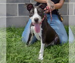 Small #2 American Staffordshire Terrier