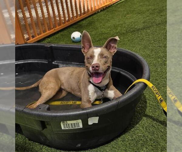 Medium Photo #2 Mutt Puppy For Sale in Las Vegas, NV, USA