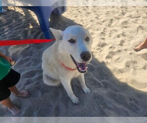 Siberian Husky Dogs for adoption in Rancho Cucamonga, CA, USA