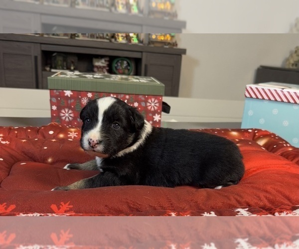 Medium Photo #36 Australian Shepherd Puppy For Sale in SALISBURY, NC, USA
