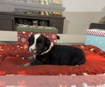 Small Photo #36 Australian Shepherd Puppy For Sale in SALISBURY, NC, USA