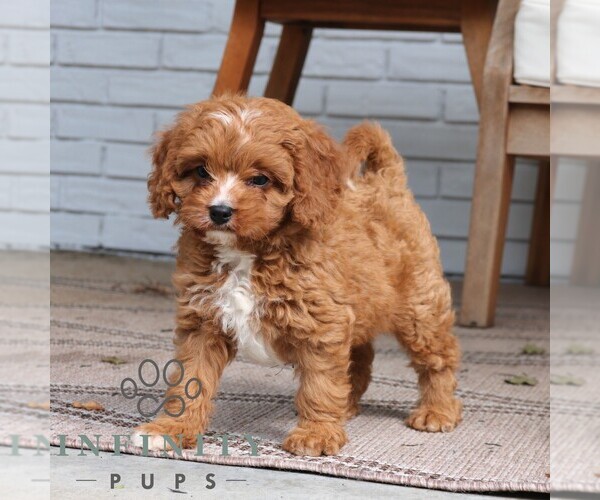 Medium Photo #3 Cavapoo (Miniature) Puppy For Sale in PARADISE, PA, USA