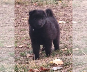 Belgian Sheepdog Puppy for sale in MEAD, WA, USA