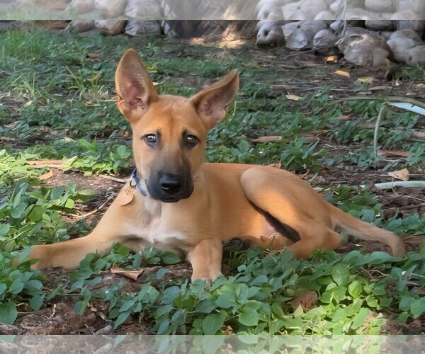 Medium Photo #3 Mutt Puppy For Sale in Royal Palm Beach, FL, USA