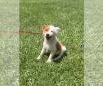 Small Australian Shepherd
