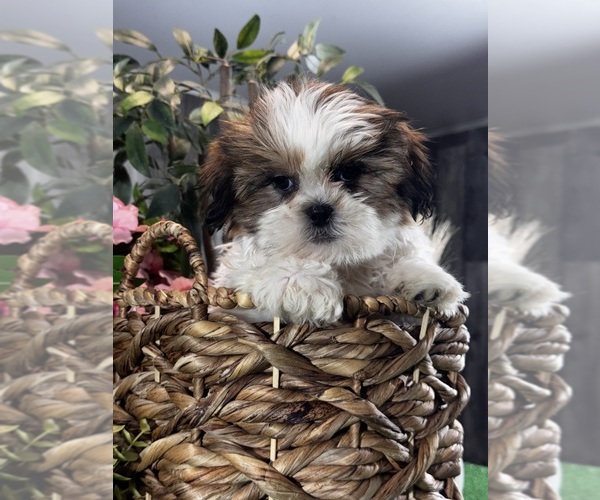 Medium Photo #4 Shih Tzu Puppy For Sale in CANOGA, NY, USA