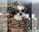 Small #3 Shih Tzu