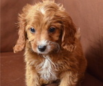 Small Photo #1 Cavapoo Puppy For Sale in PATERSON, NJ, USA