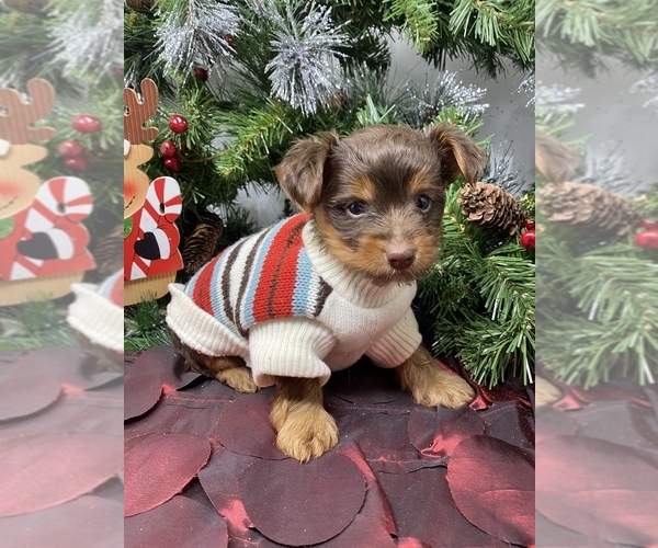 Medium Photo #11 Shorkie Tzu-Yorkshire Terrier Mix Puppy For Sale in SELLERSBURG, IN, USA