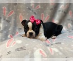 Small Photo #6 Boston Terrier Puppy For Sale in LAKELAND, FL, USA
