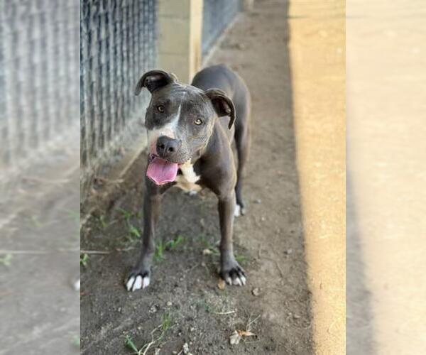 Medium Photo #2 American Pit Bull Terrier Puppy For Sale in Riverside, CA, USA