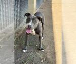 Small #1 American Pit Bull Terrier
