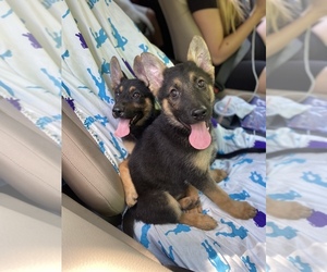 German Shepherd Dog Puppy for sale in SYRACUSE, NY, USA