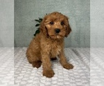 Small #4 Cavapoo