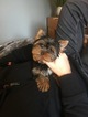 Small Photo #2 Yorkshire Terrier Puppy For Sale in ALGONA, WA, USA