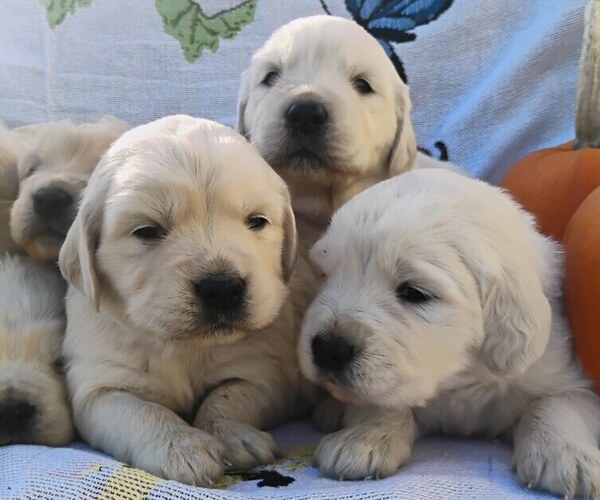 Medium Photo #1 Golden Retriever Puppy For Sale in SPOKANE, WA, USA