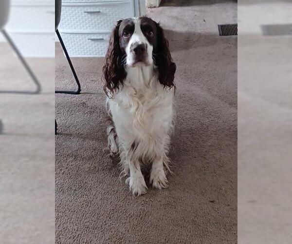 Medium Photo #1 English Springer Spaniel Puppy For Sale in Canfield, OH, USA