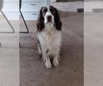 Small English Springer Spaniel