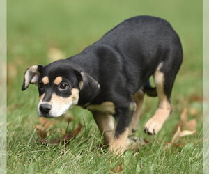 Tweeny - Female Australian Shepherd-Unknown Mix Dog for Adoption - Photo #7
