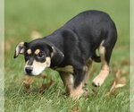 Small Photo #7 Australian Shepherd-Unknown Mix Puppy For Sale in Mechanicsburg, PA, USA