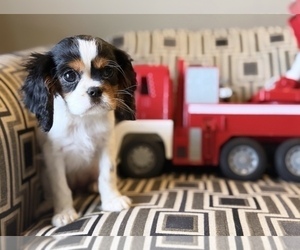 Cavalier King Charles Spaniel Puppy for Sale in WOODSTOCK, Illinois USA