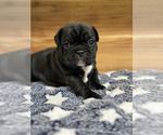 Small Photo #3 French Bulldog Puppy For Sale in ALEXANDRIA, VA, USA