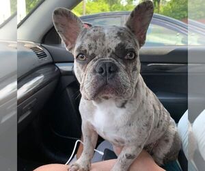 Mother of the French Bulldog puppies born on 06/17/2025