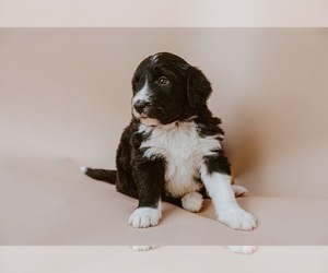 Aussiedoodle Puppy for sale in WEST VALLEY CITY, UT, USA