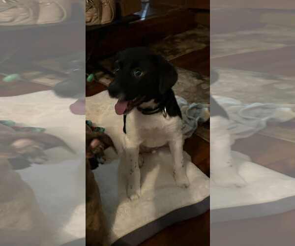 Medium Photo #1 Labrador Retriever-Unknown Mix Puppy For Sale in Mechanicsburg, PA, USA