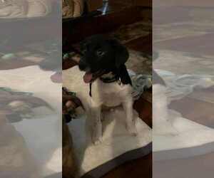 Labrador Retriever-Unknown Mix Dogs for adoption in Mechanicsburg, PA, USA