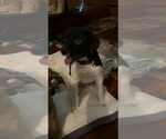 Small Labrador Retriever Mix