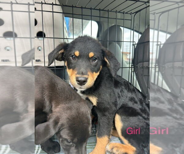 Medium Photo #1 Shepradors Puppy For Sale in Aurora, IN, USA