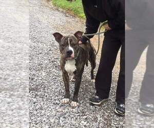 Alvin - Male Mutt Dog for Adoption - Photo #13